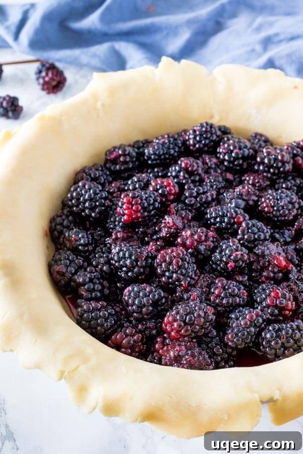 Wild Blackberry Pie 3 Lush blackberry pie filling carefully spooned into a waiting, unbaked pie crust, ready for its top layer.