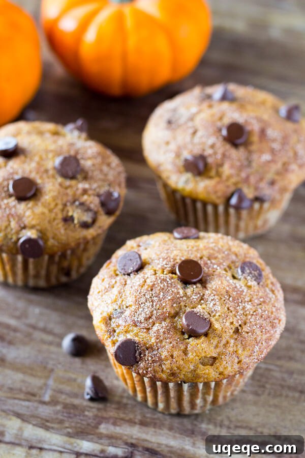 Golden Spiced Pumpkin Chocolate Chip Muffins 3 Close-up of a moist Pumpkin Chocolate Chip Muffin, highlighting its fluffy texture and generous chocolate chunks.