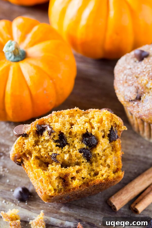 Golden Spiced Pumpkin Chocolate Chip Muffins 4 A tray of freshly baked Pumpkin Chocolate Chip Muffins, showing their domed tops and a warm, inviting glow.