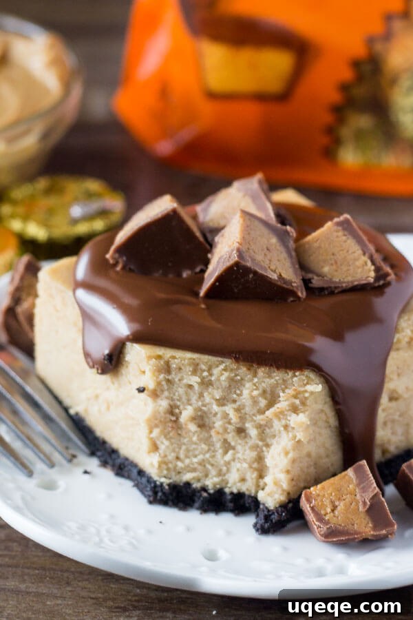The Ultimate Guide to Perfect Cheesecake 4 Delicious Peanut Butter Cheesecake Squares featuring creamy peanut butter cheesecake, a crunchy Oreo cookie crust, and a milk chocolate topping with Reese's peanut butter cups.