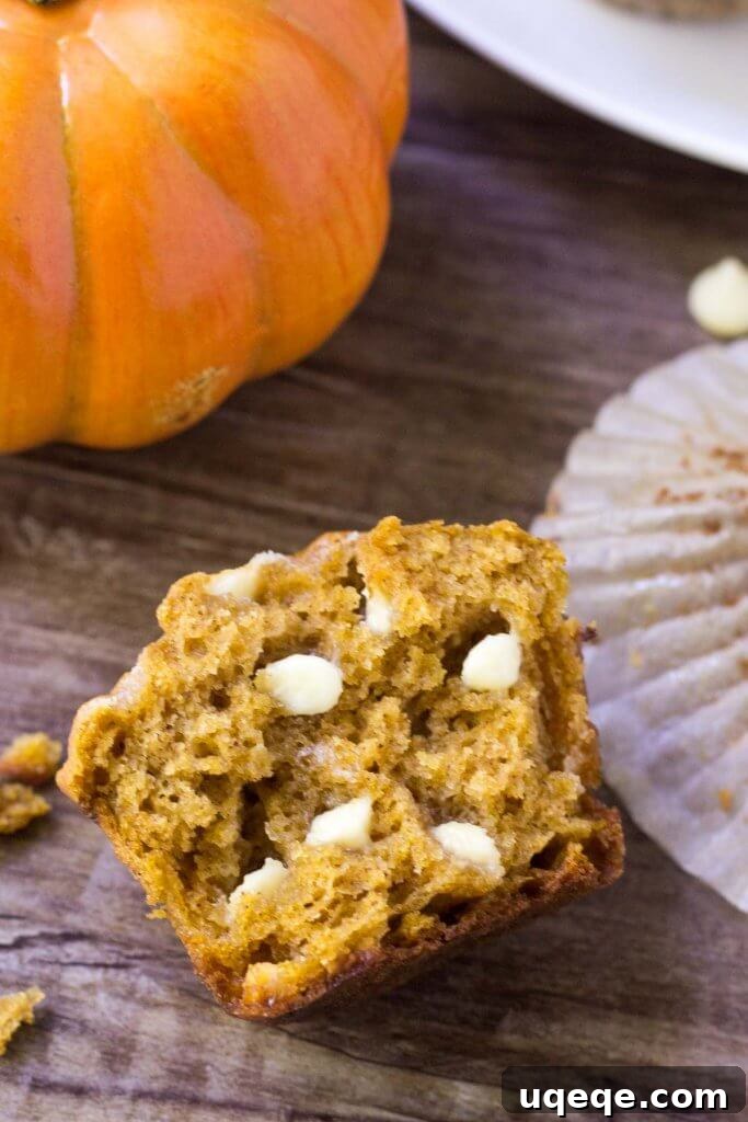 Golden Pumpkin White Chocolate Muffins 3 Close-up of a fluffy, moist pumpkin white chocolate chip muffin, showing the soft crumb and melted white chocolate.