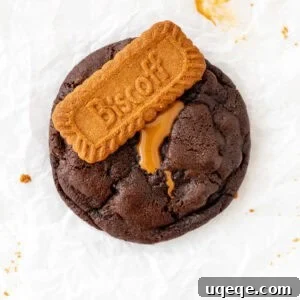 Chocolate Biscoff Cookies Recipe 5 biscoff chocolate cookie topped with a Lotus cookie